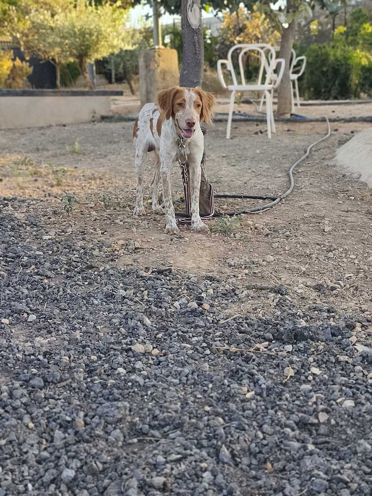 Adoption Scooby