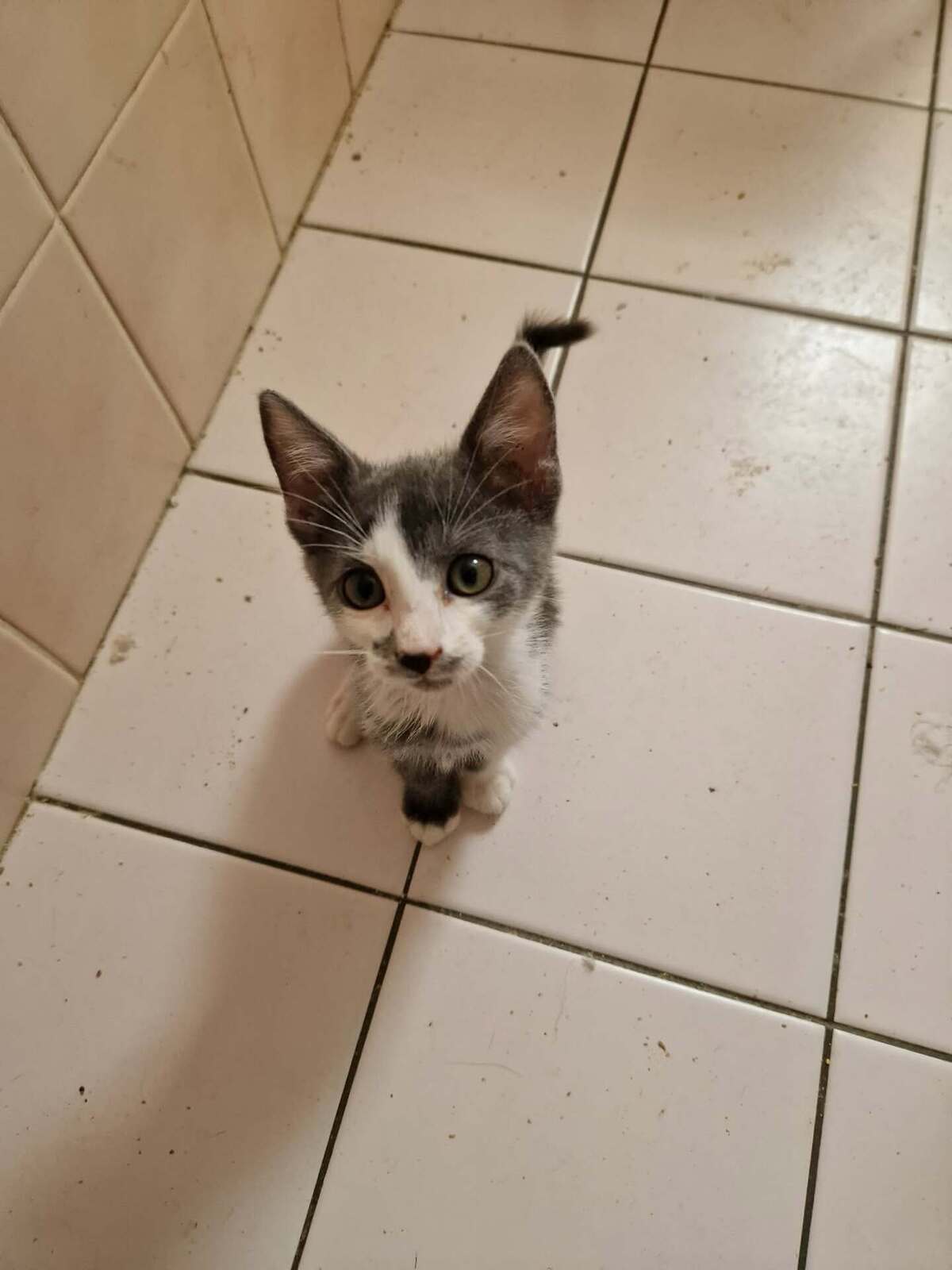 Adoption Baloo