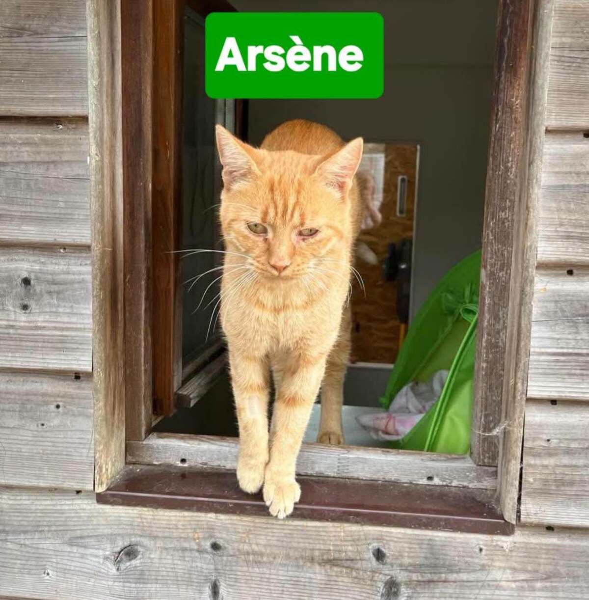 Adoption Arsene