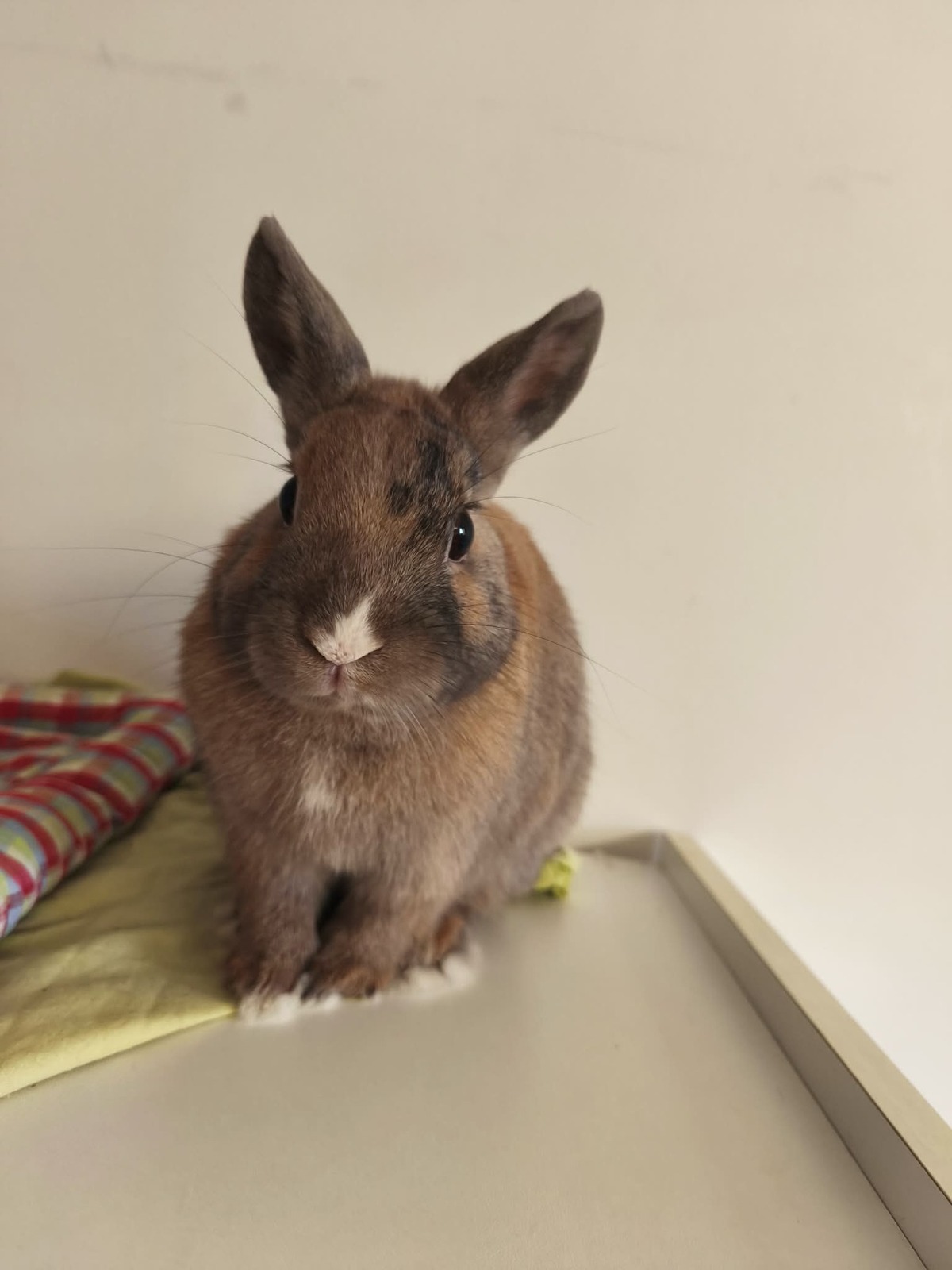 Adoption Fenouil