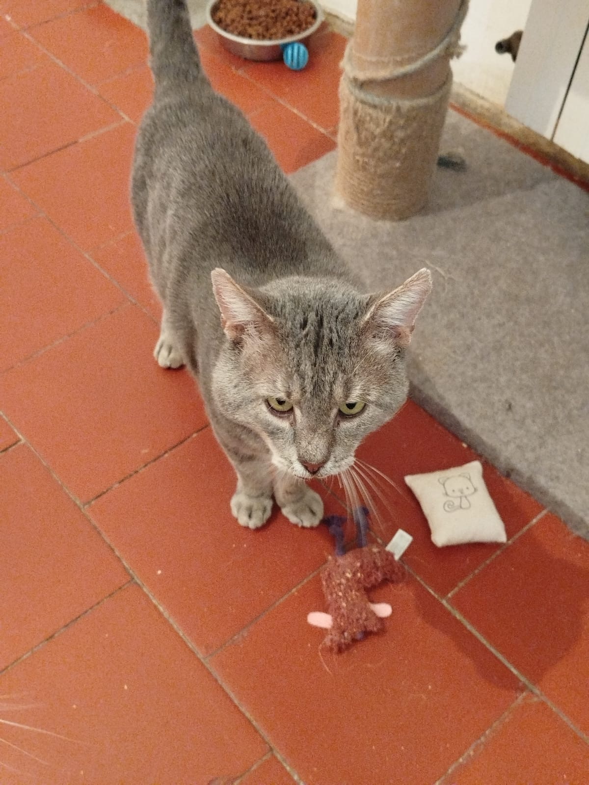 Adoption Virgule 