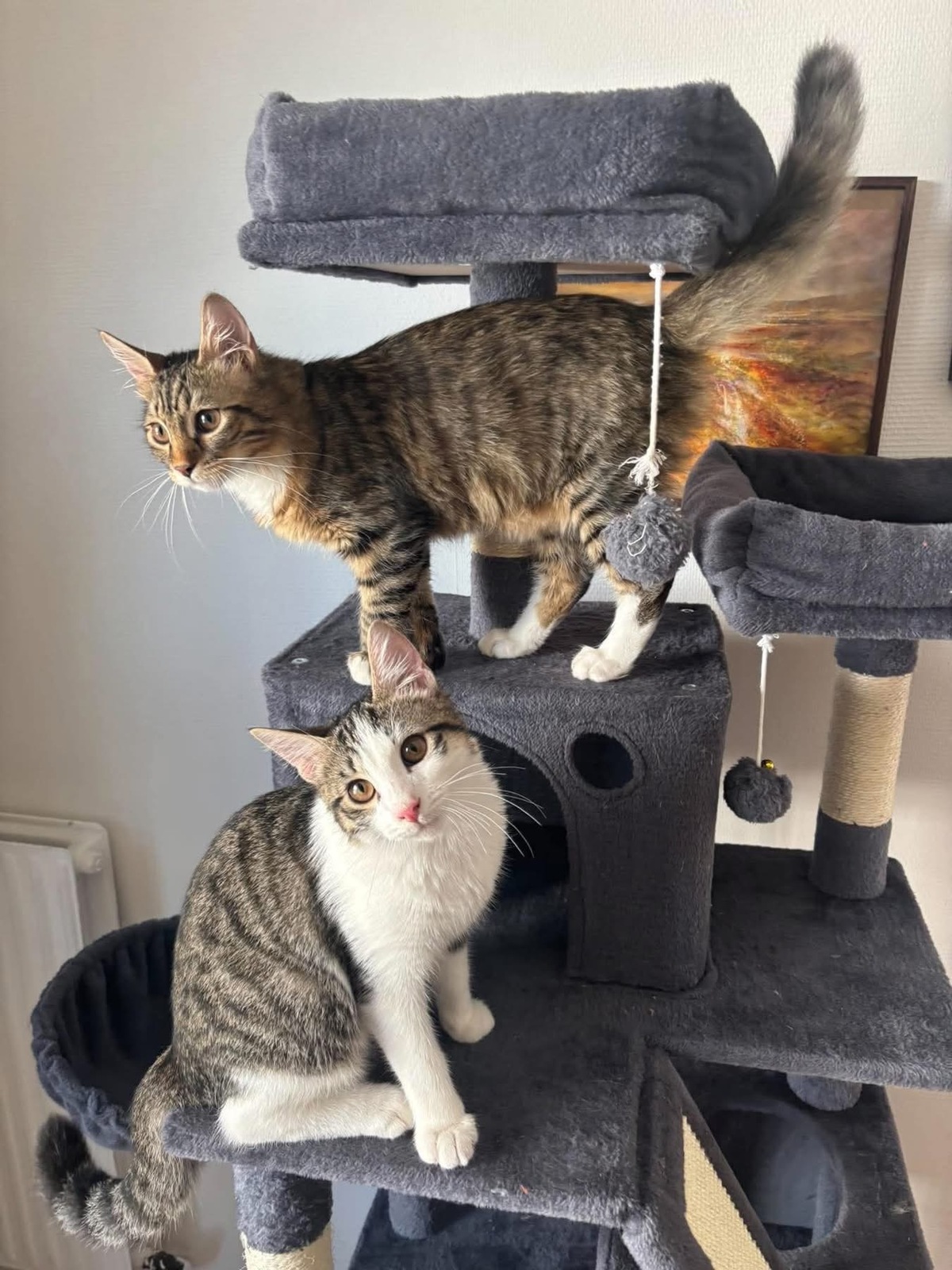 Adoption Jace et Fisher 