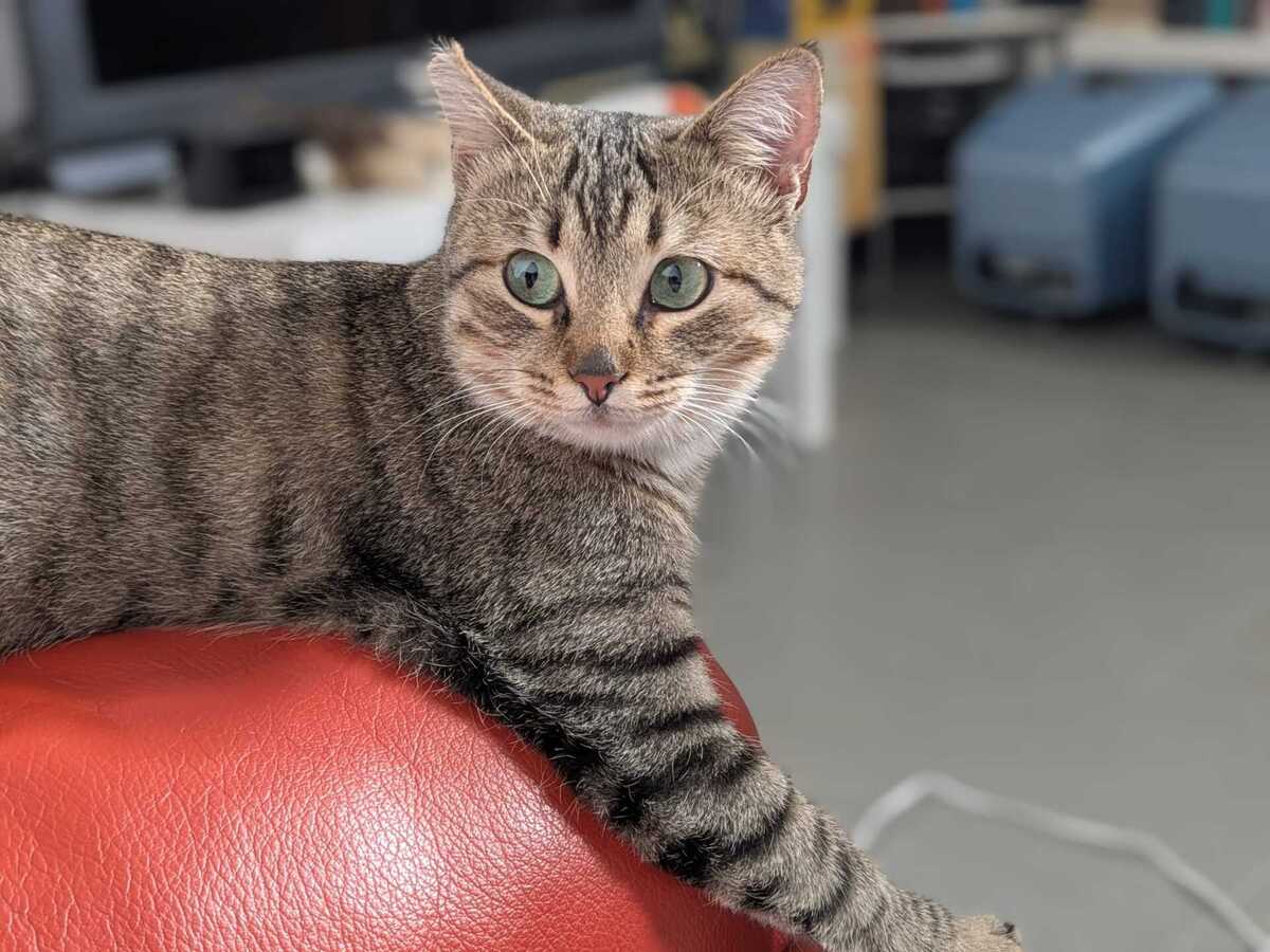 Adoption Romina