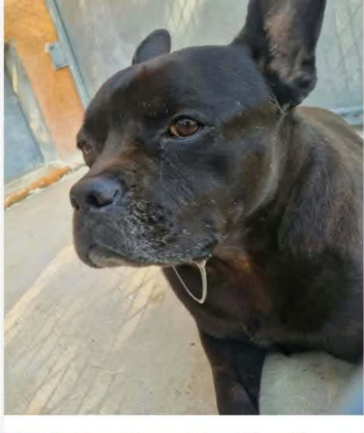 Adoption Uno