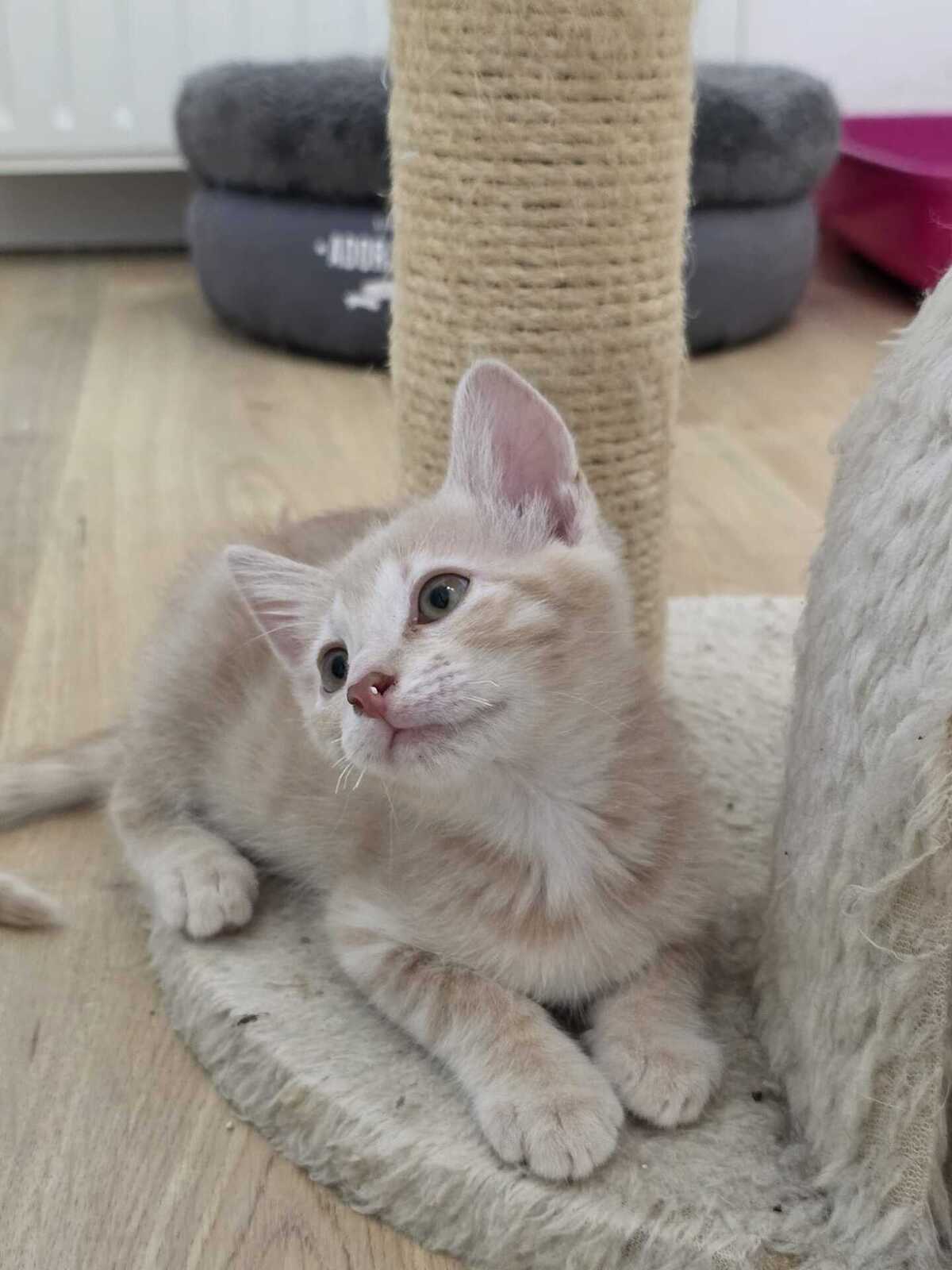 Adoption Mao