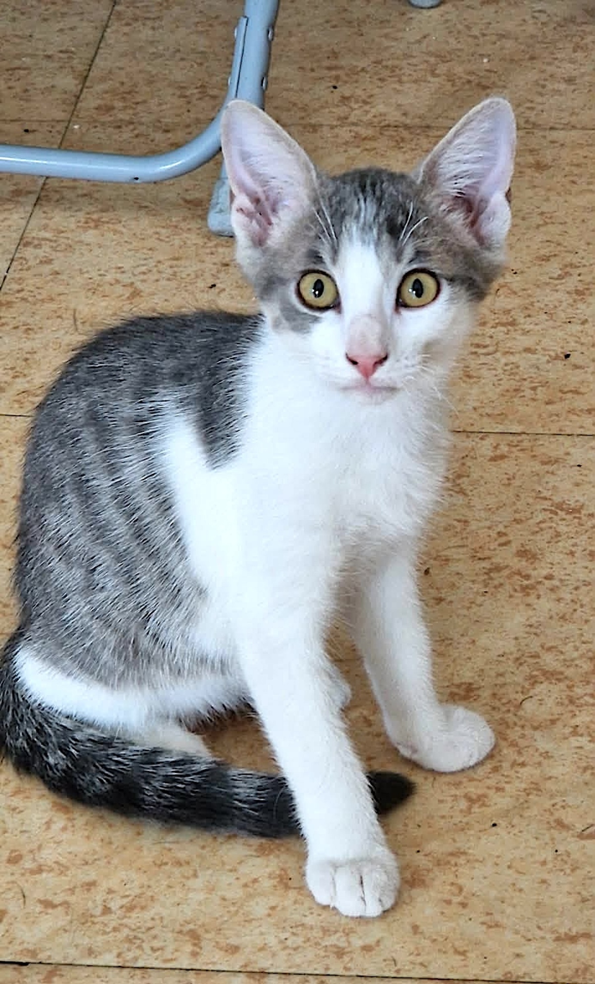 Adoption Suchi et Grisou