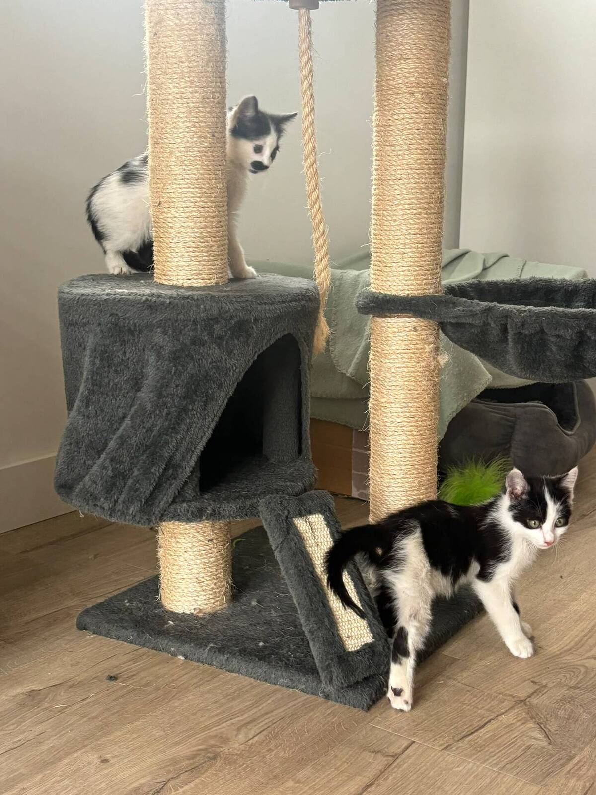 Adoption Moustic