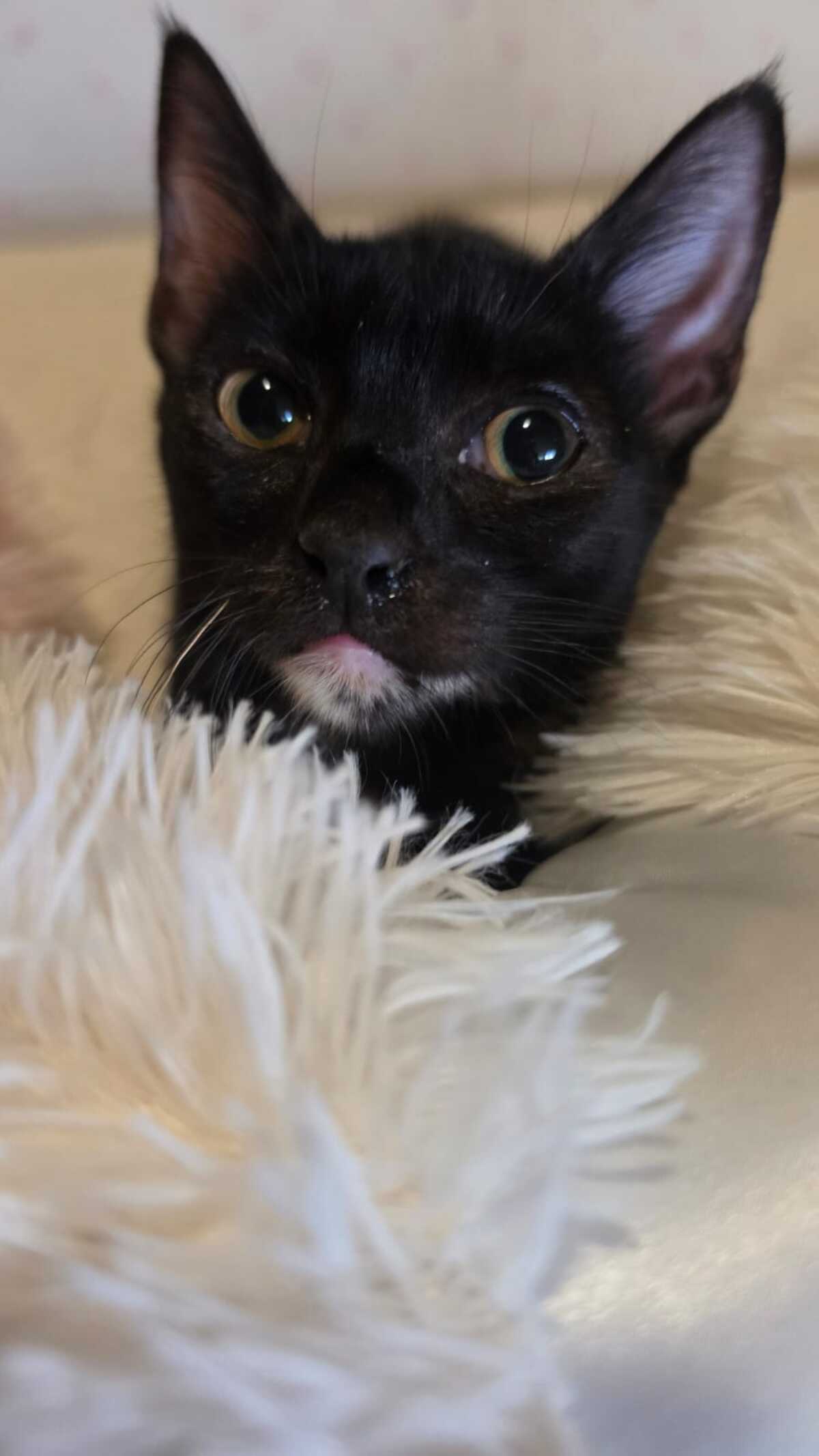 Adoption Felicia