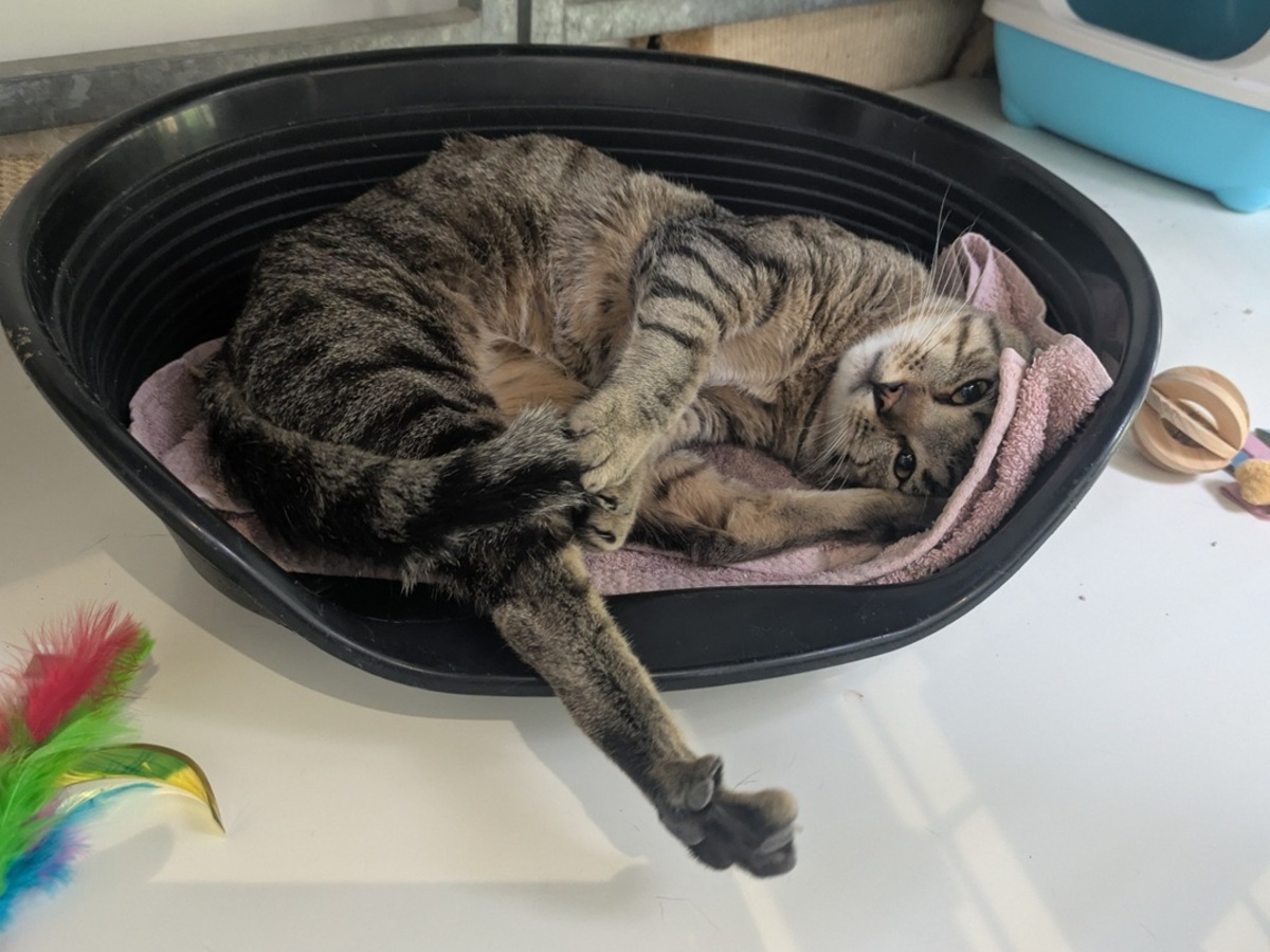 Adoption BILLY