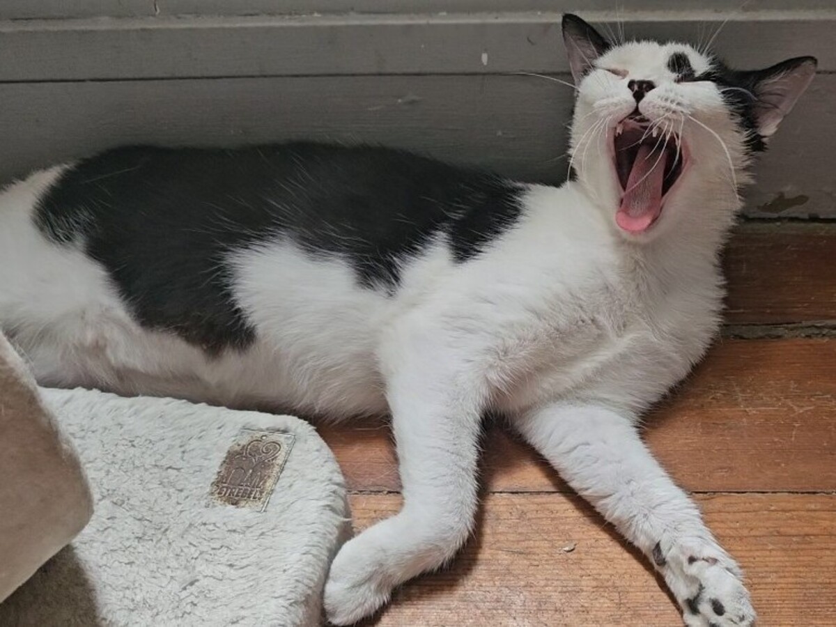 Adoption Aryna