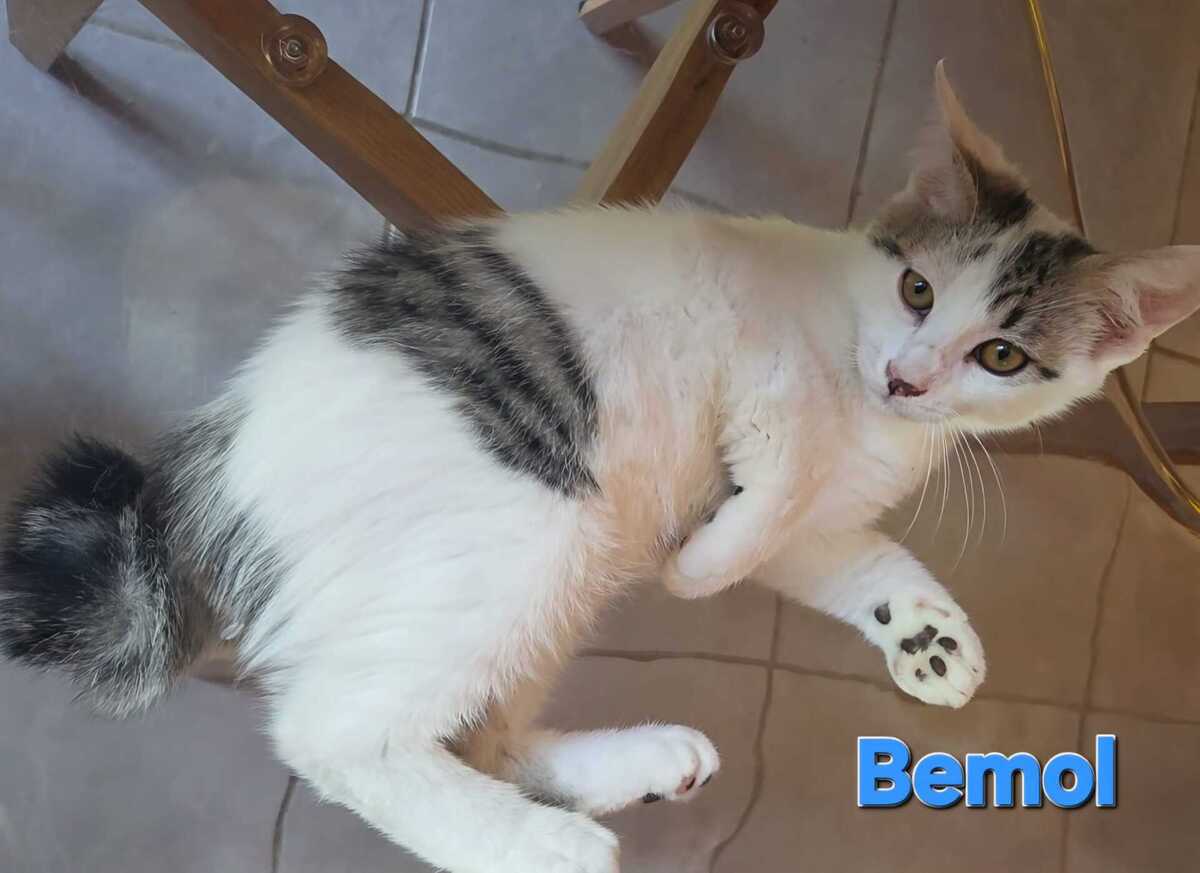 Adoption Bémol