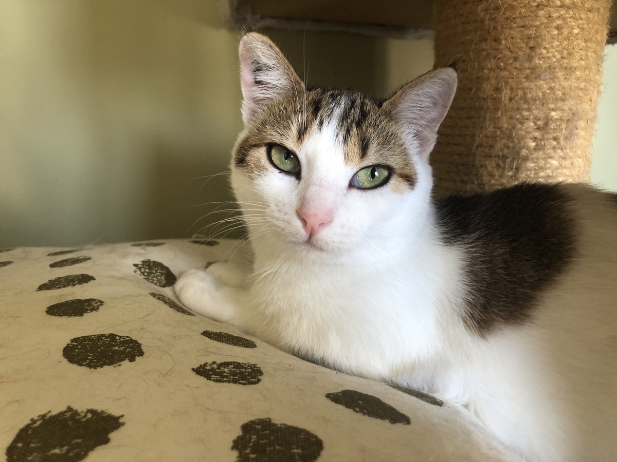 Adoption Curie