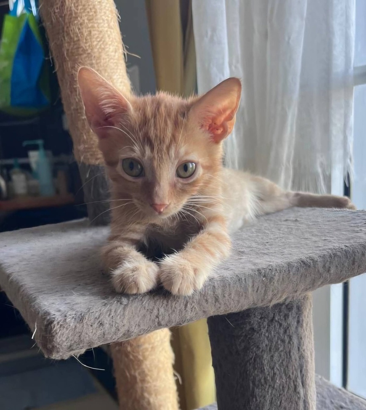Adoption Simba 
