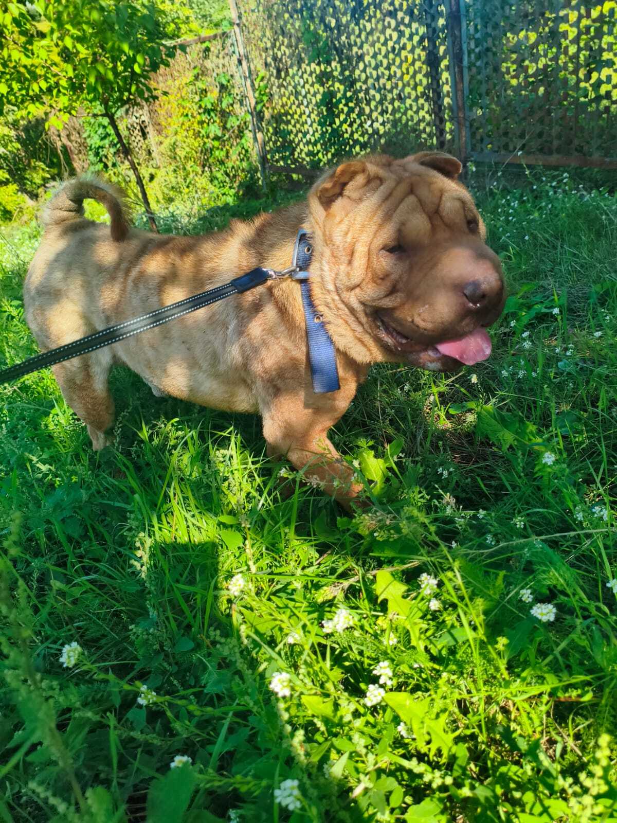 Adoption Tom 