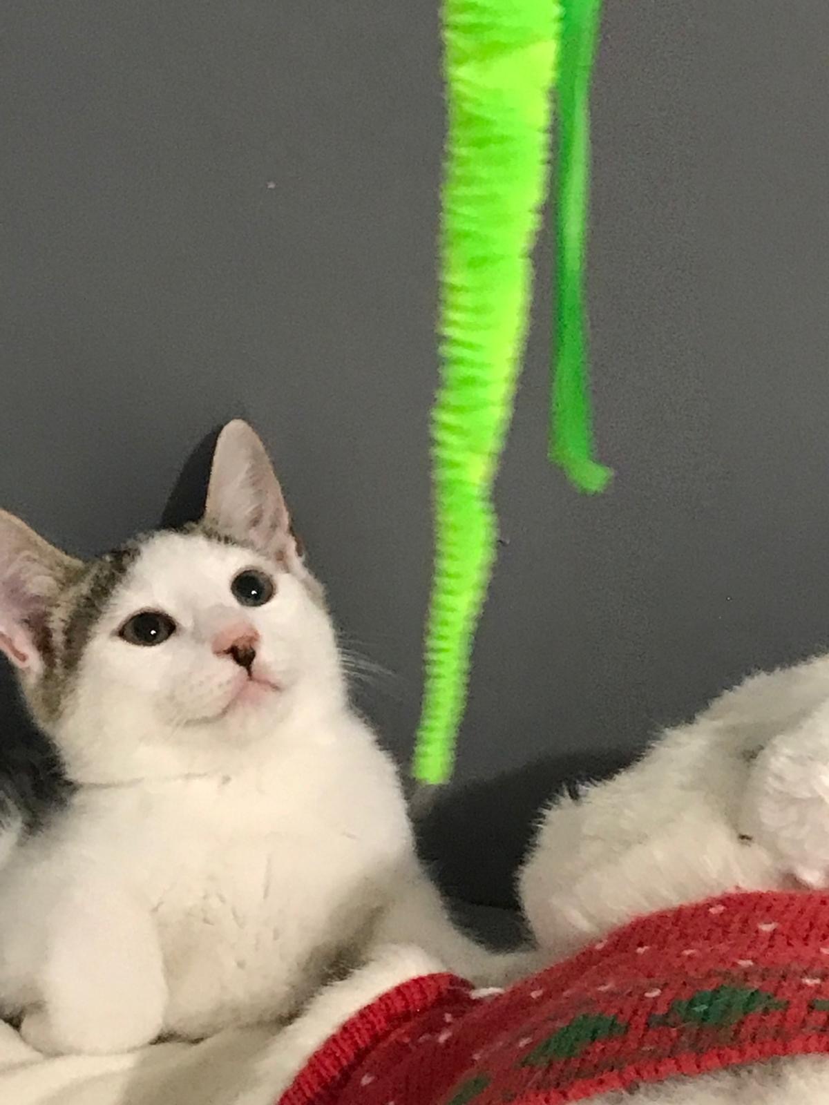 Adoption Blanco