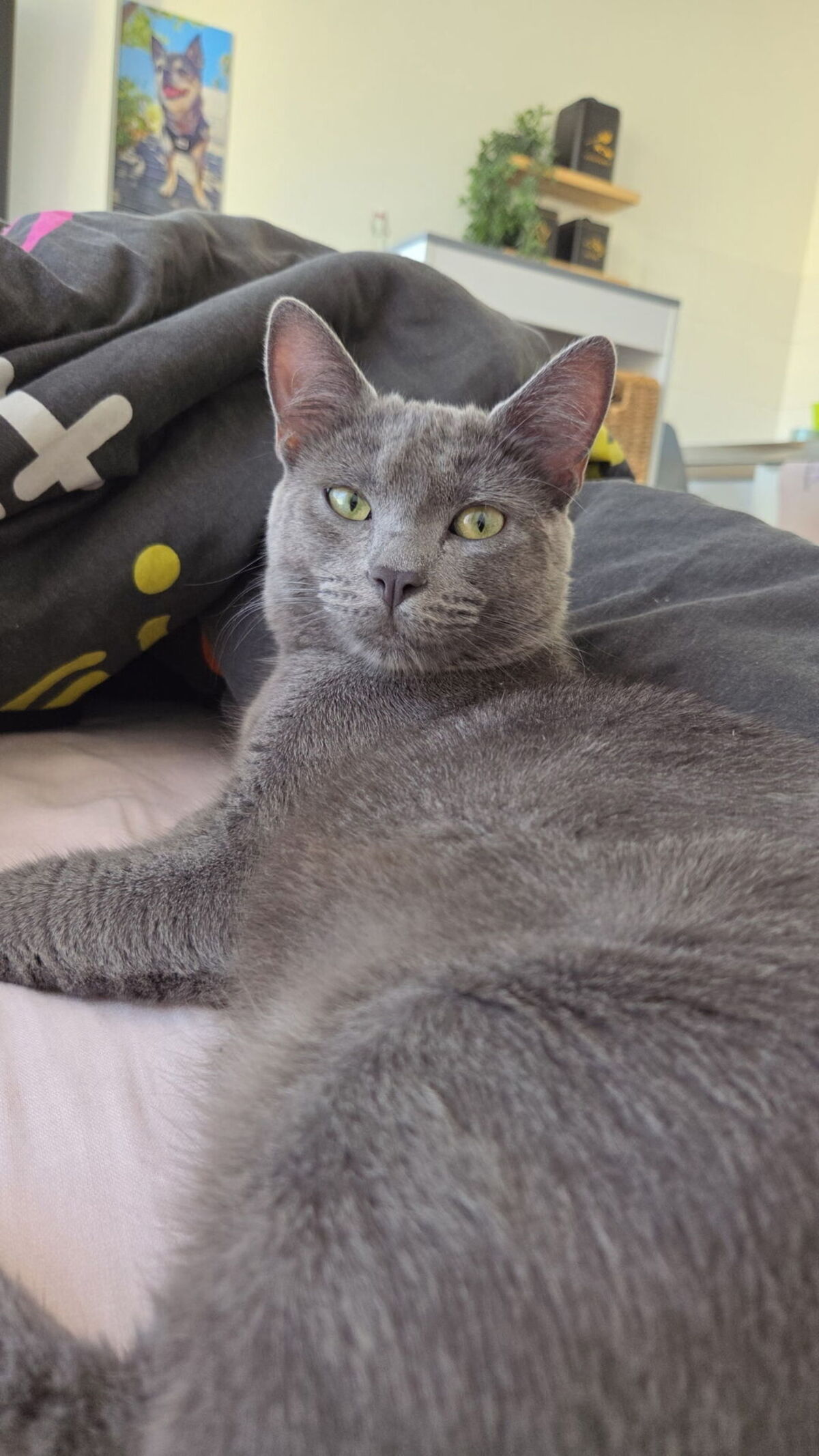 Adoption simba