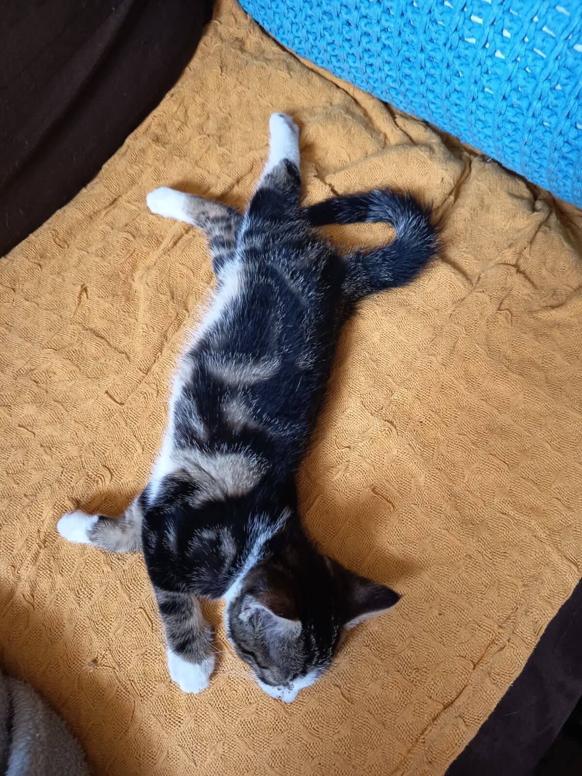 Adoption Bucky