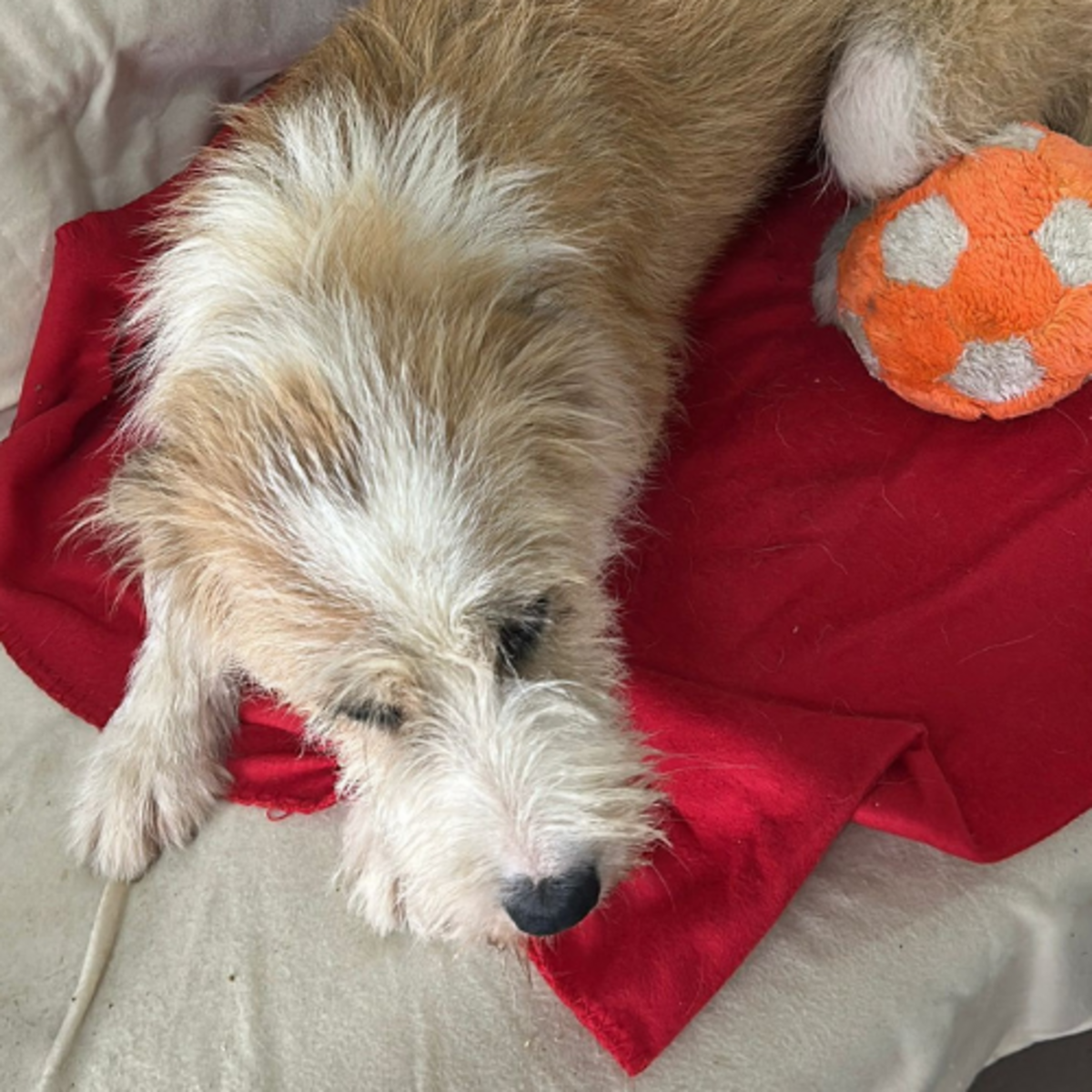 Adoption Shirley