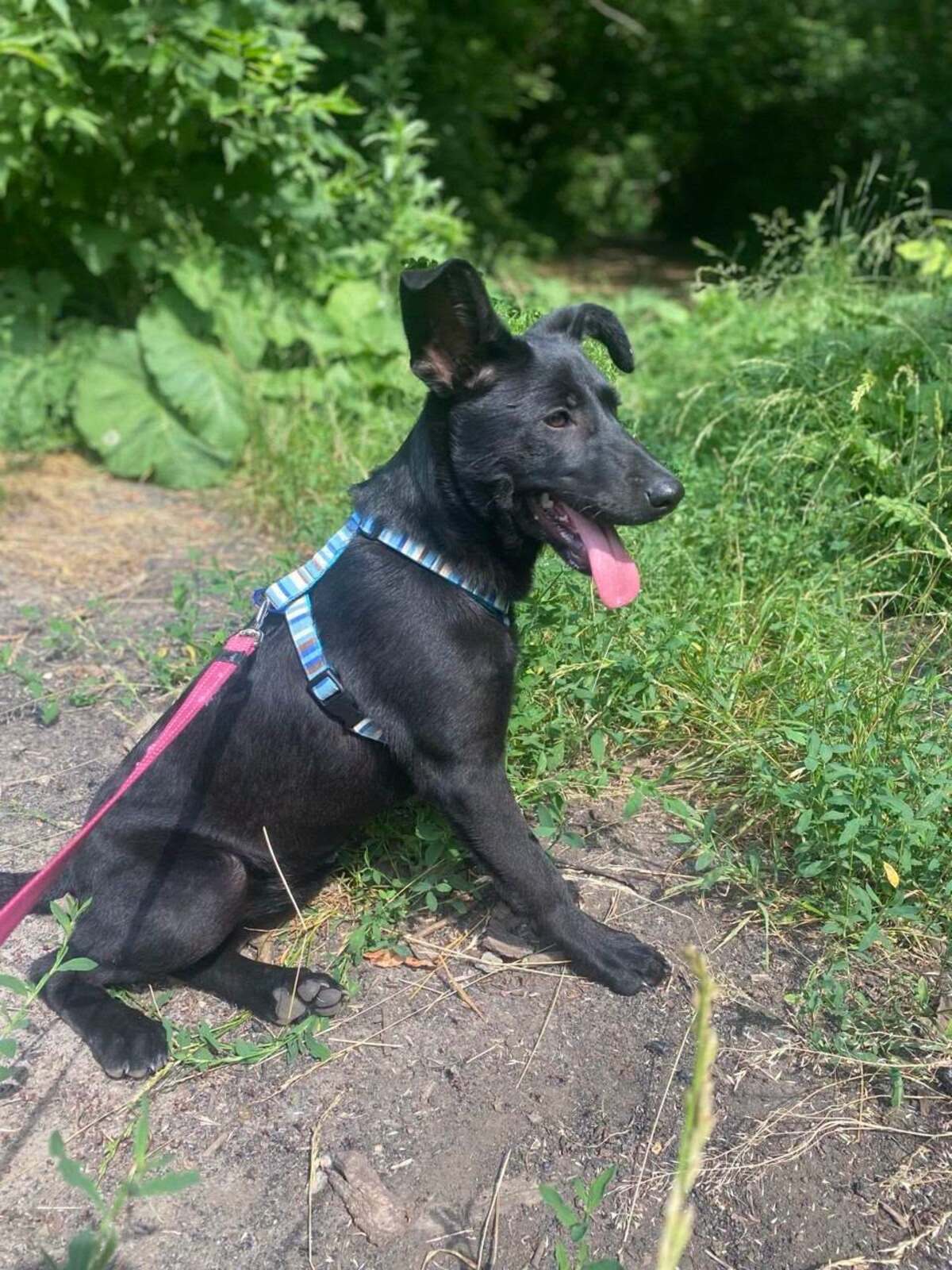 Adoption Scarlet