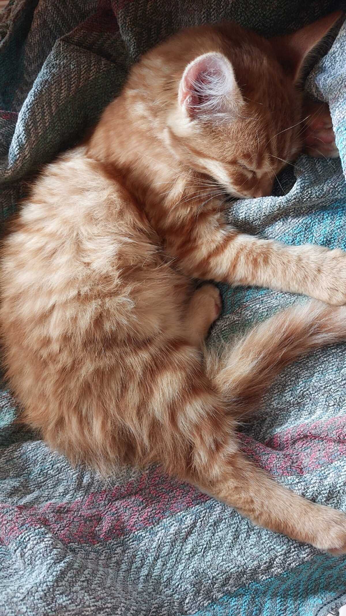 Adoption Vanille 