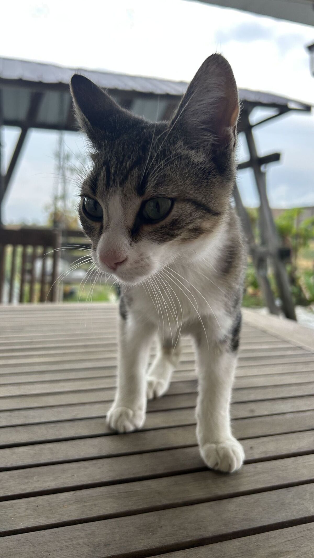 Adoption Tomi
