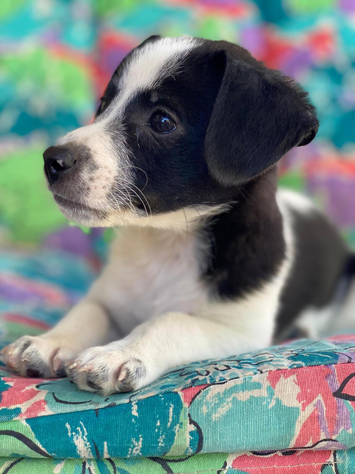 Adoption Lucke