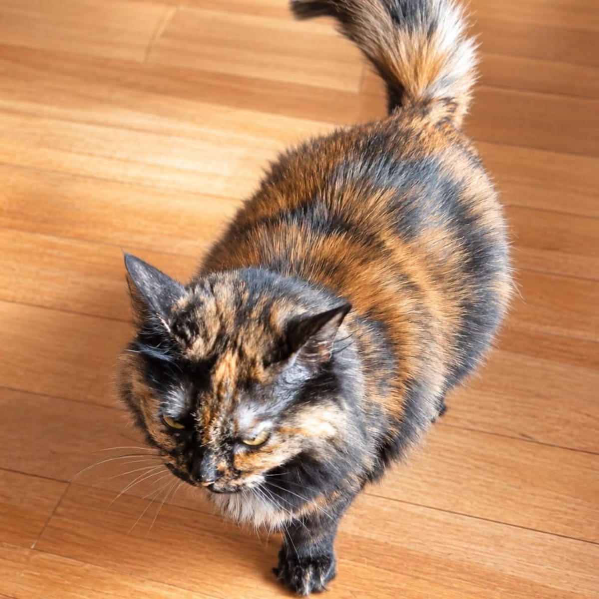 Adoption Ninette