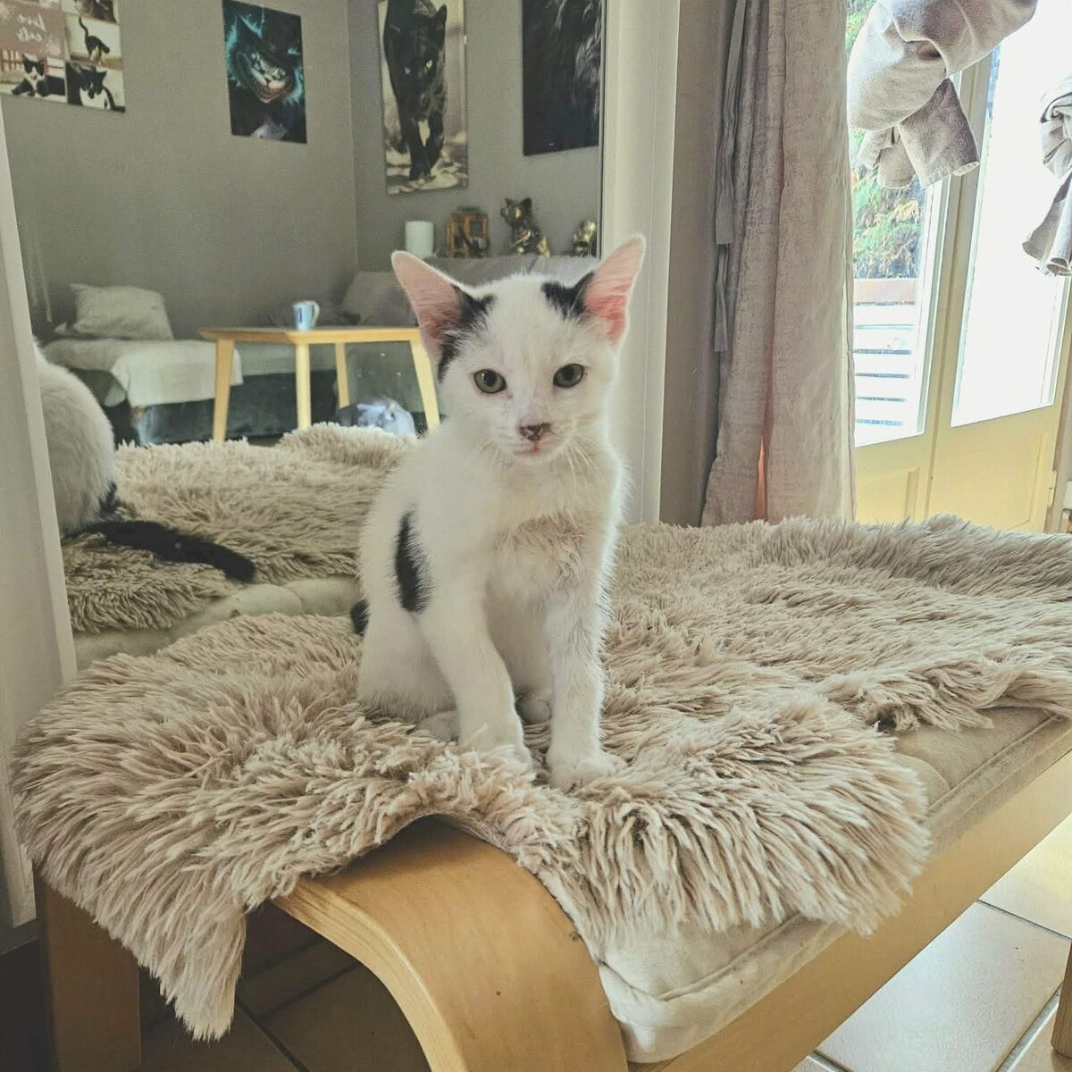 Adoption BASKET