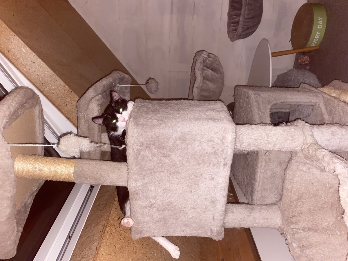 Adoption Maurice