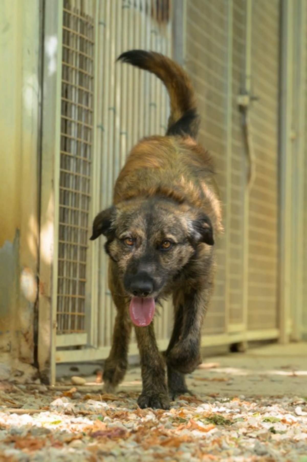 Adoption BOBBY