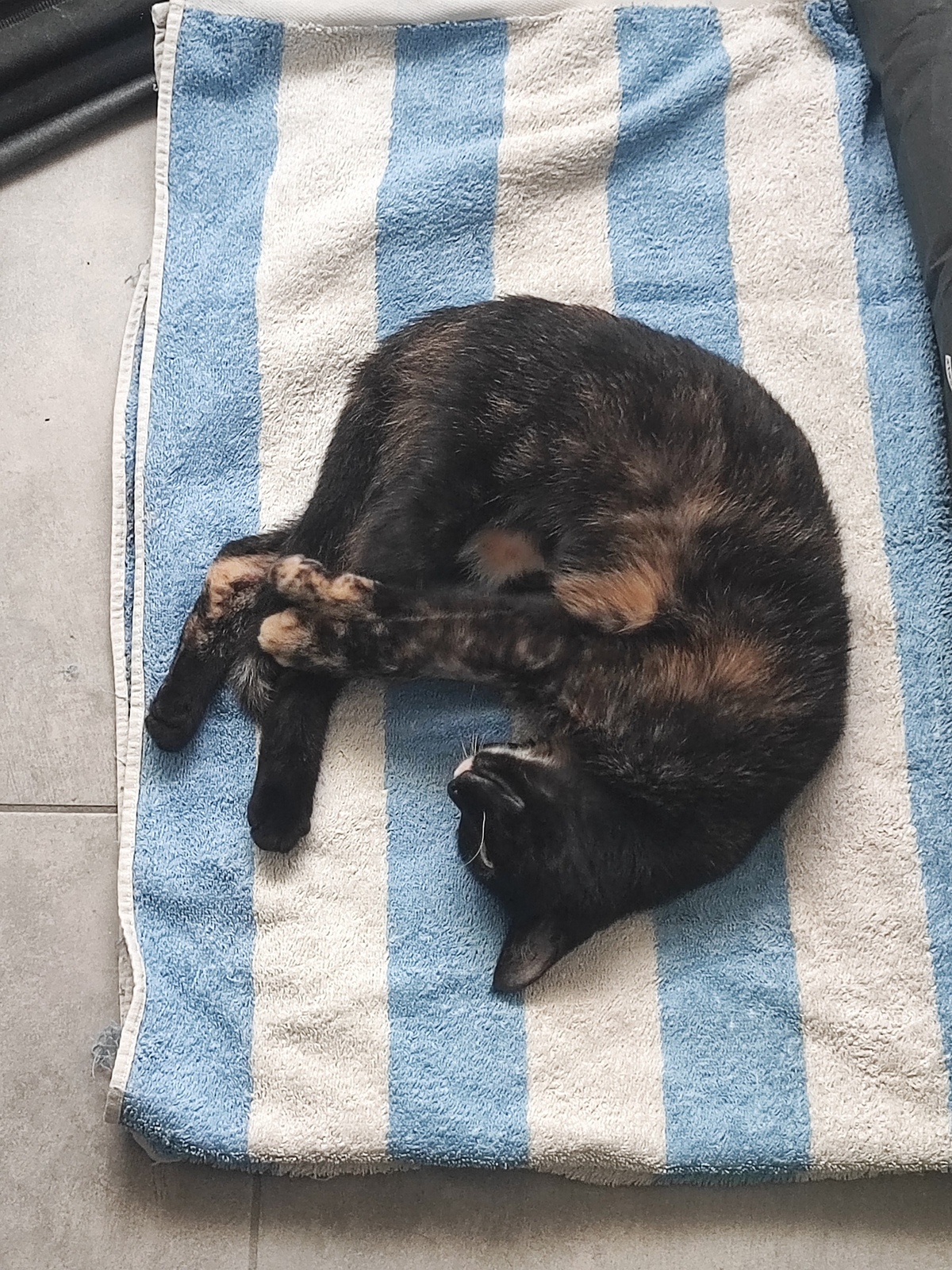 Adoption Merveille