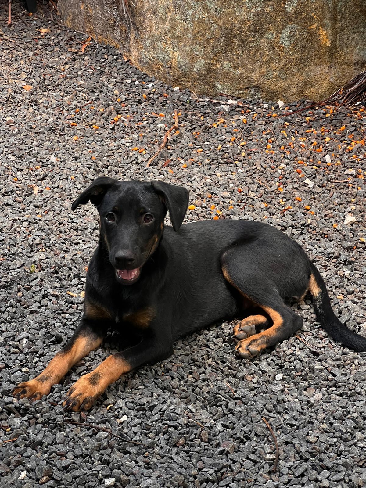 Adoption Manea
