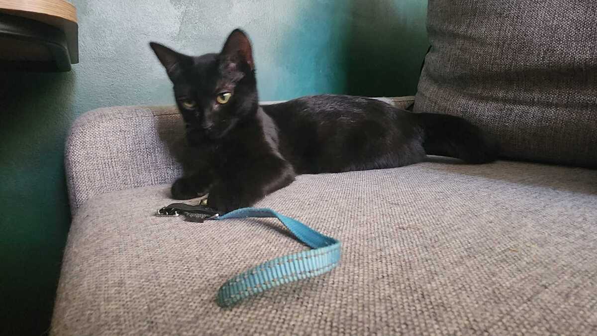 Adoption Belissama