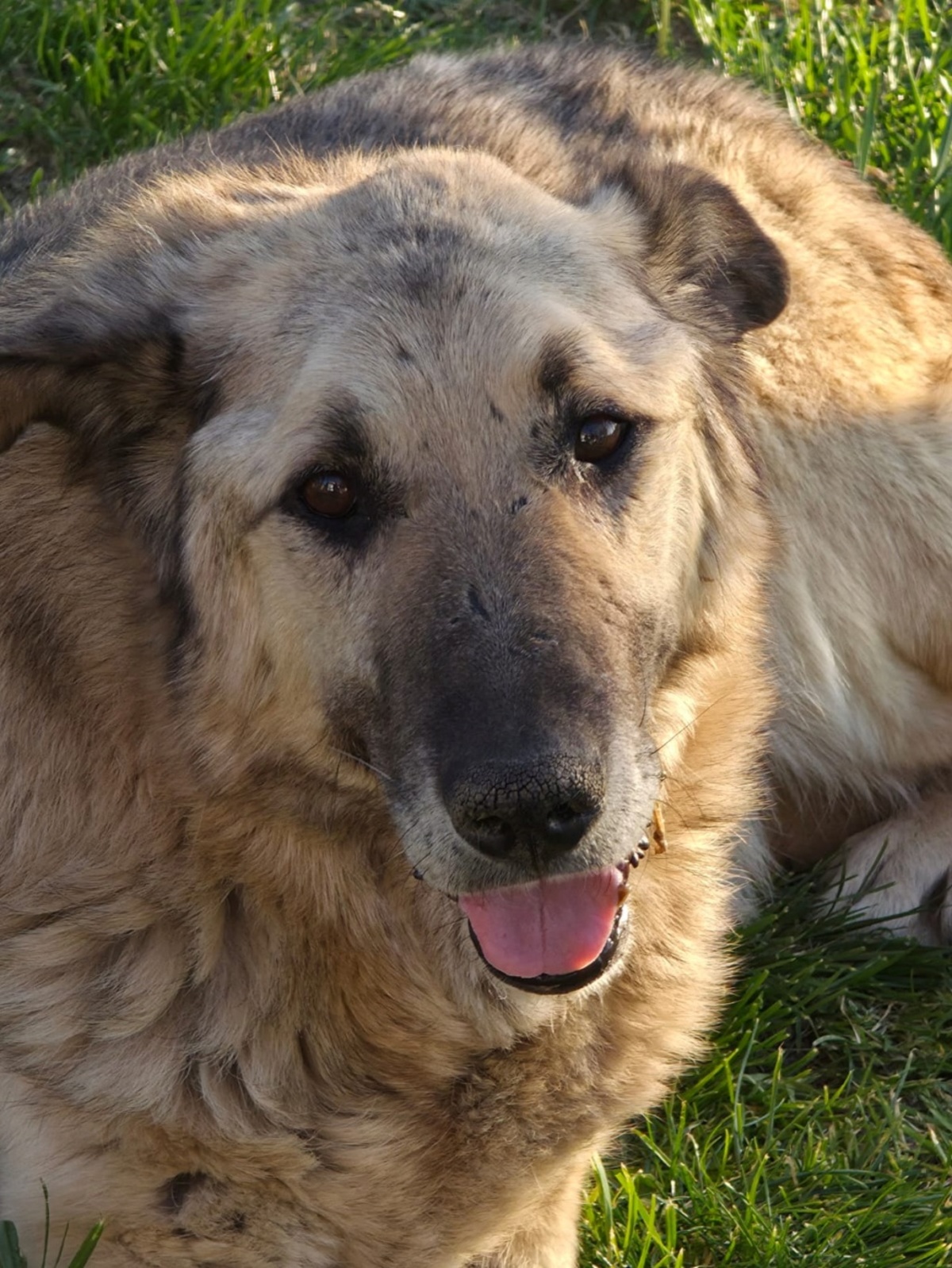 Adoption Falko