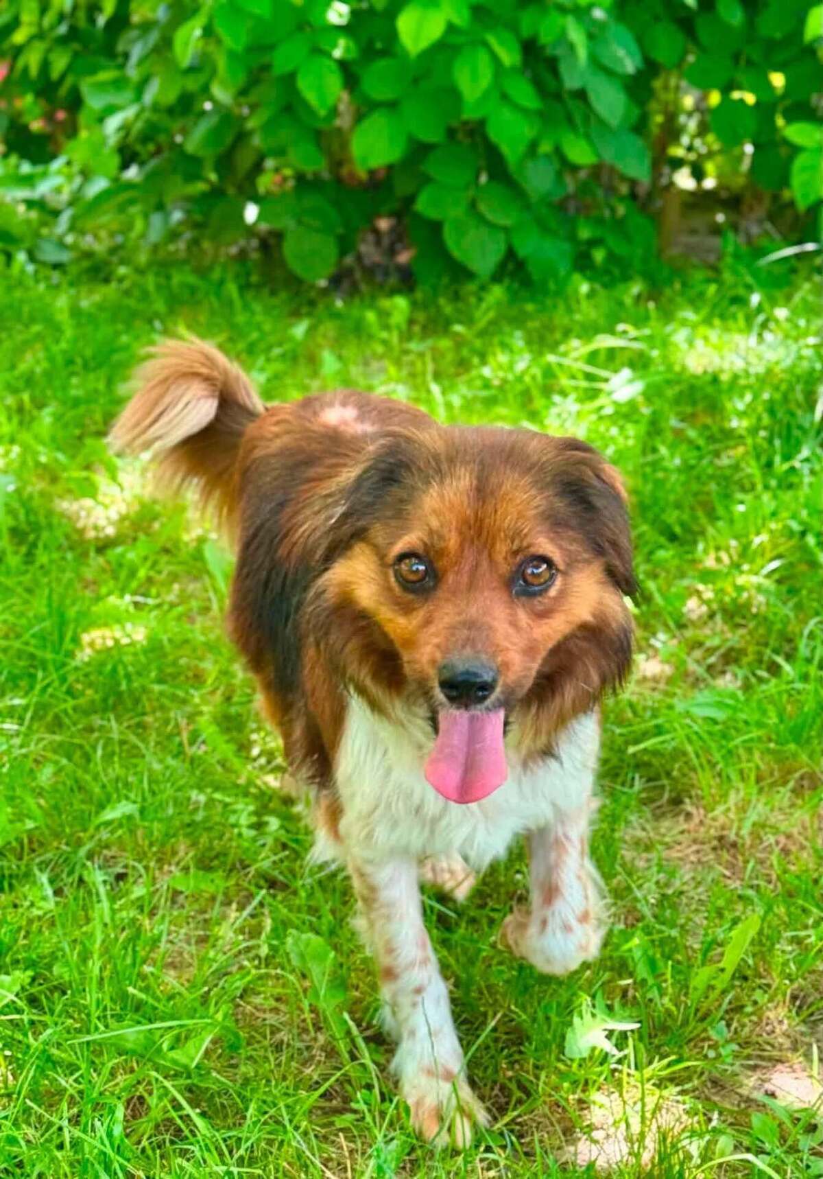 Adoption SUKI