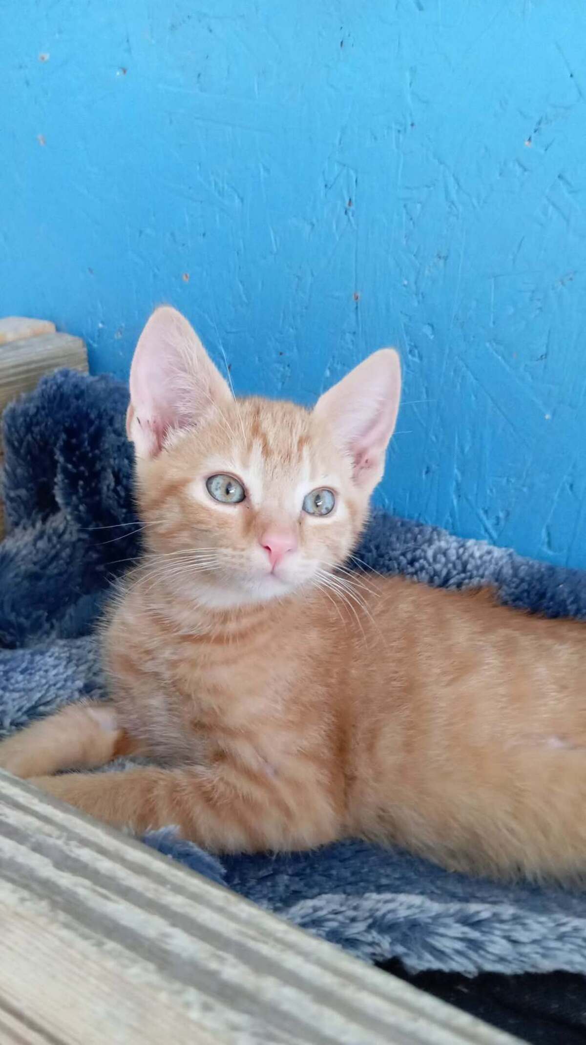 Adoption Bisou