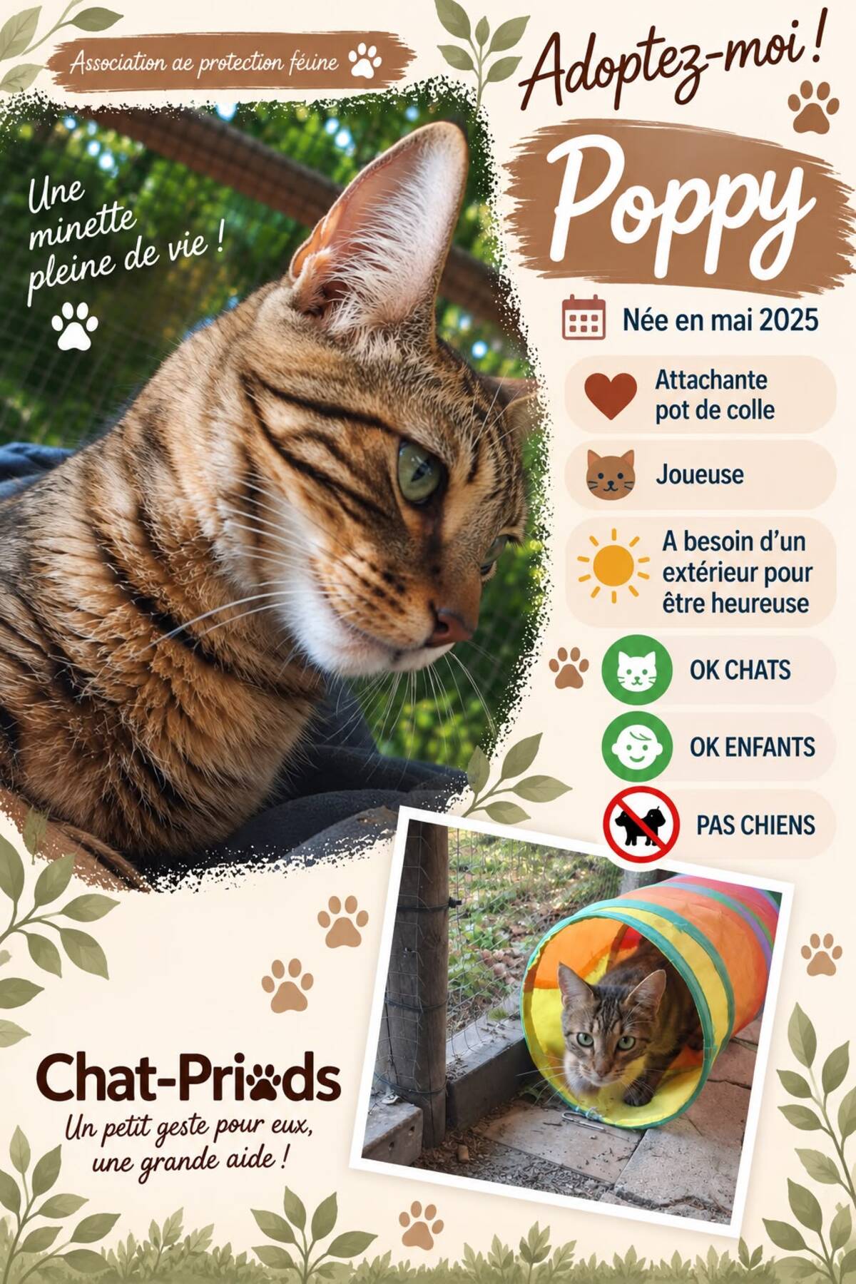 Adoption Poppy 