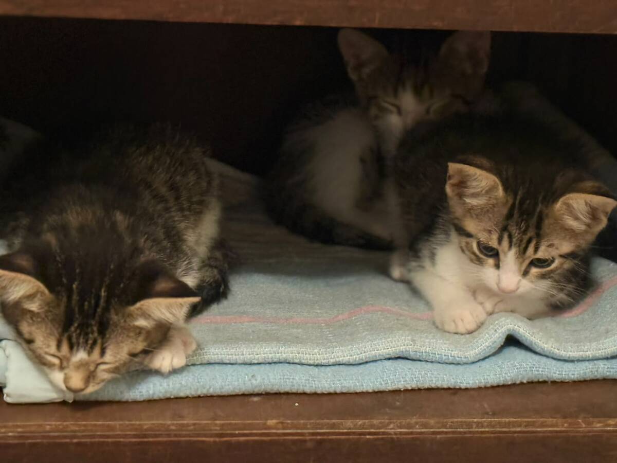 Adoption MIELE, SONNIE, SMEG et DYSON