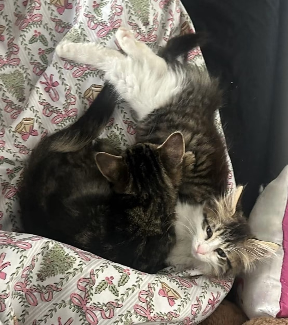 Adoption Galane/Zebrina/Ovide/Charbyde