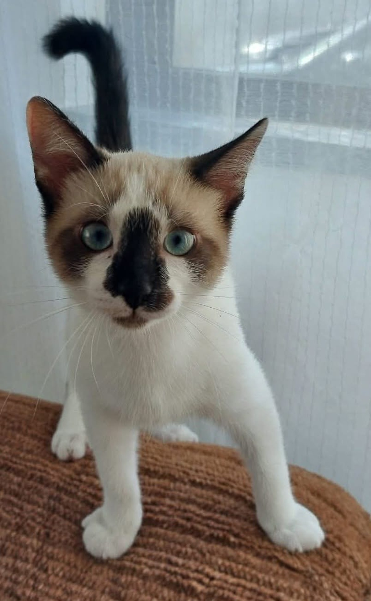 Adoption Tinito Duo Fernandito
