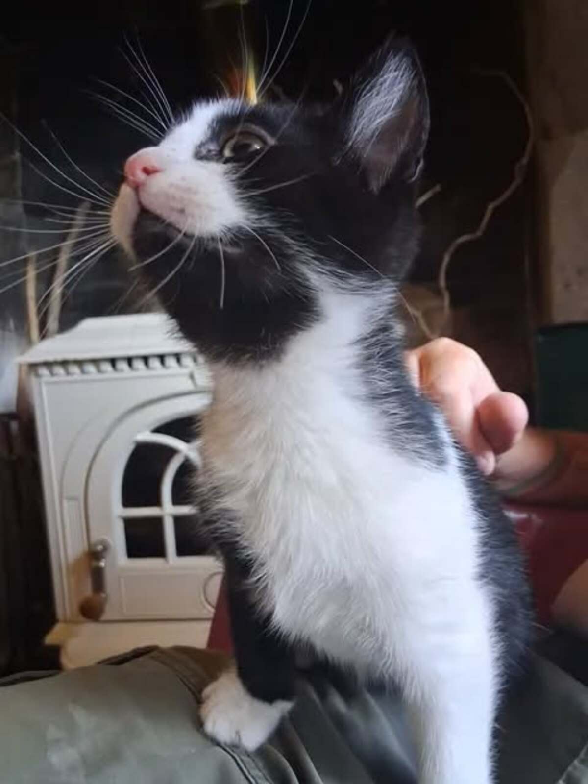Adoption Buddy