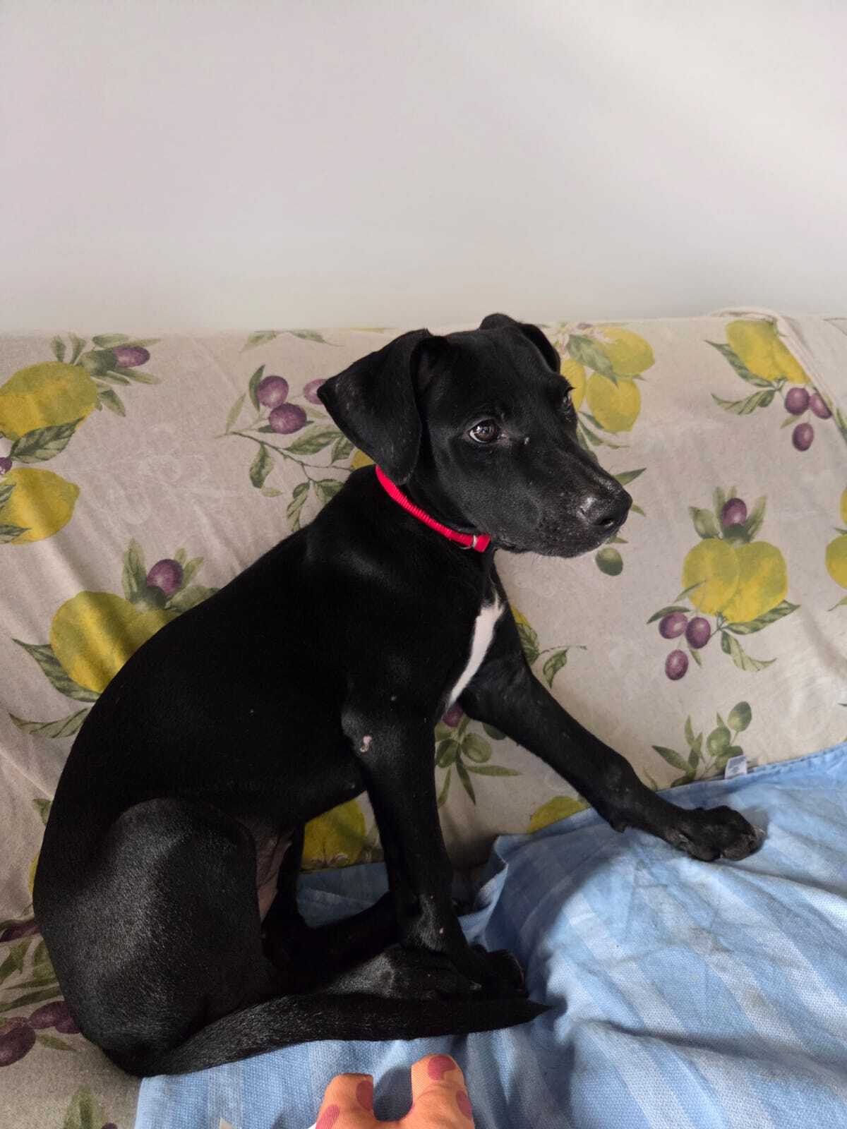 Adoption Mimi