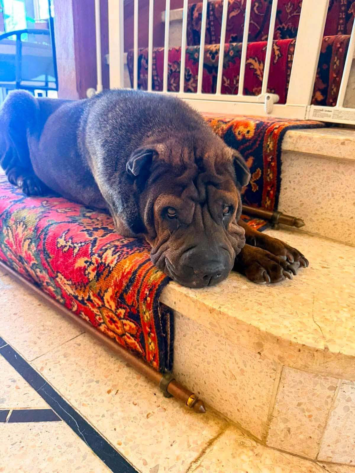 Adoption MYBOO