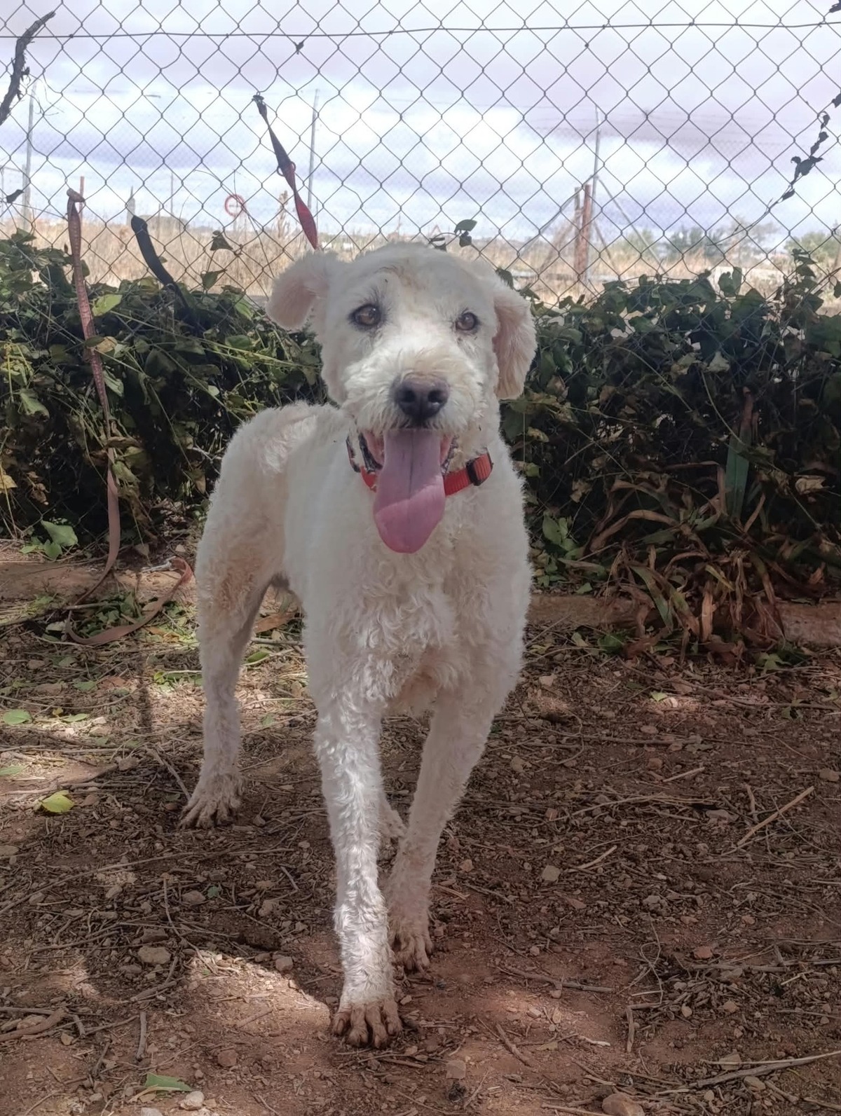 Adoption Toby