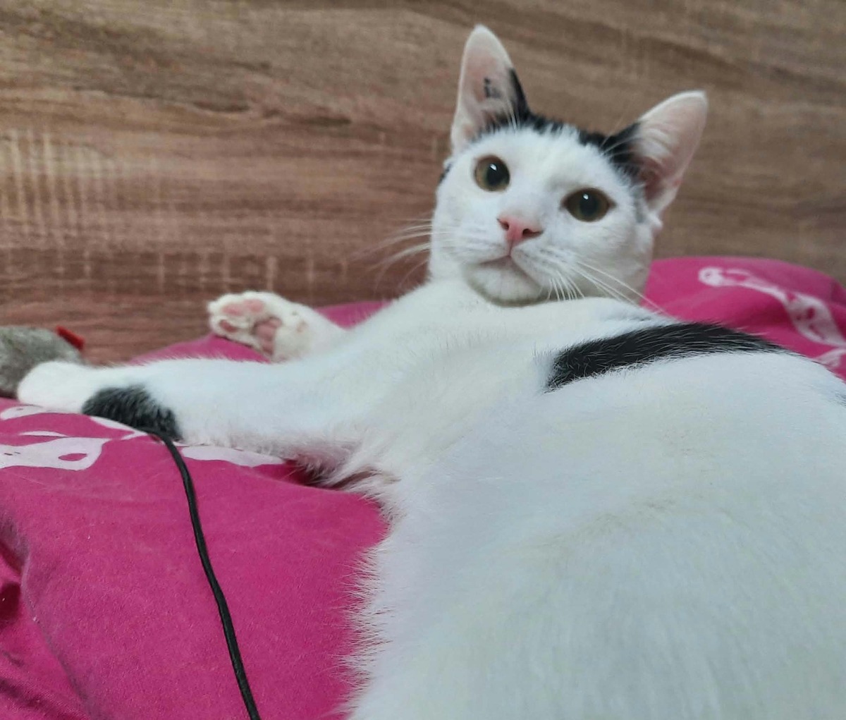 Adoption Hubble