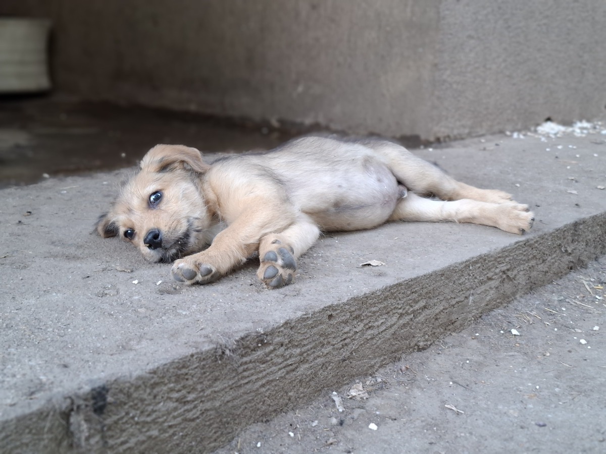 Adoption Schnappi