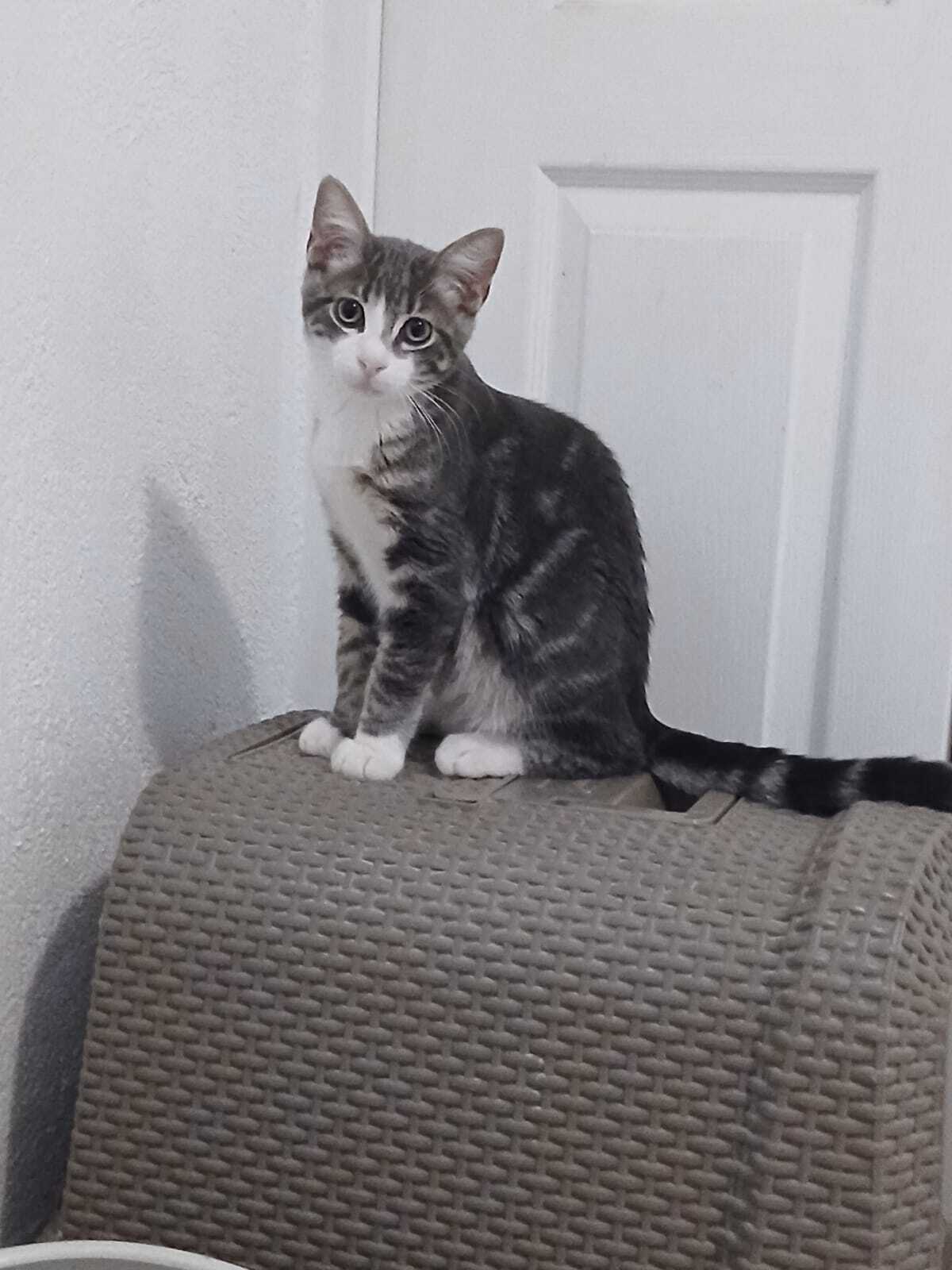 Adoption BONNIE et CLYDE