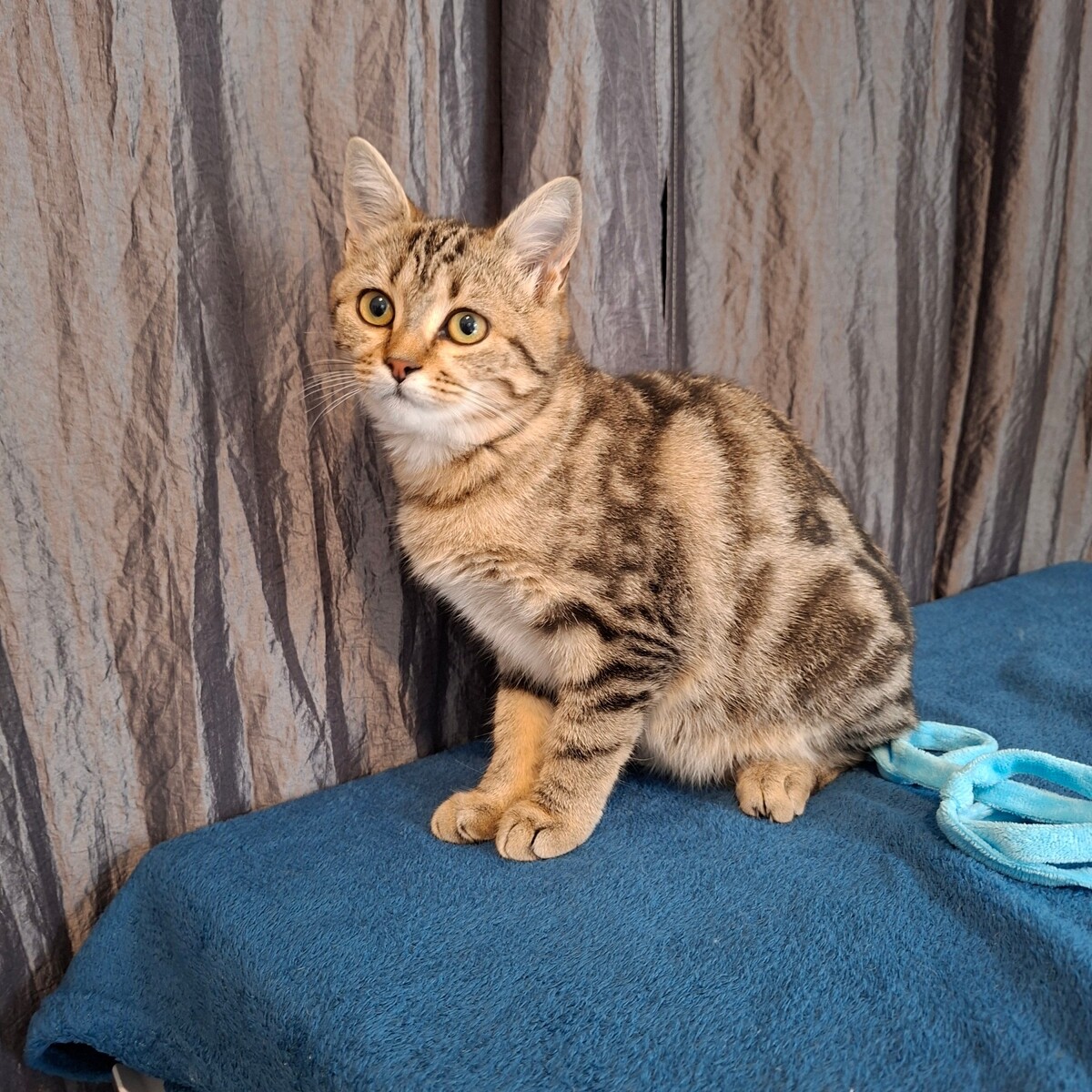 Adoption Mina