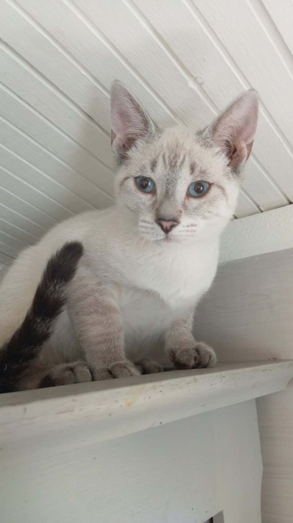 Adoption CHAÏ