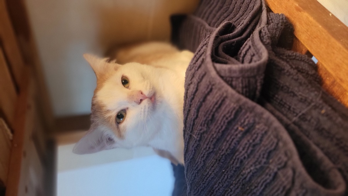 Adoption Benny